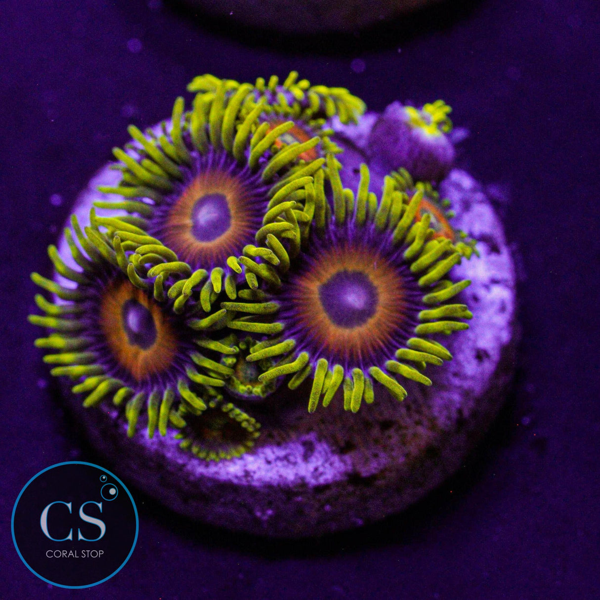 Lazy Lashes Zoa