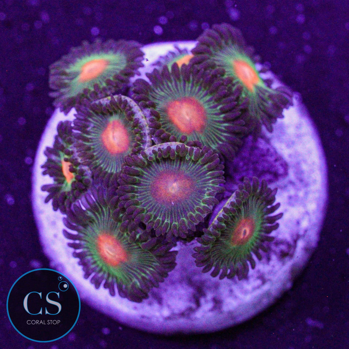 Green Bay Packers Zoa