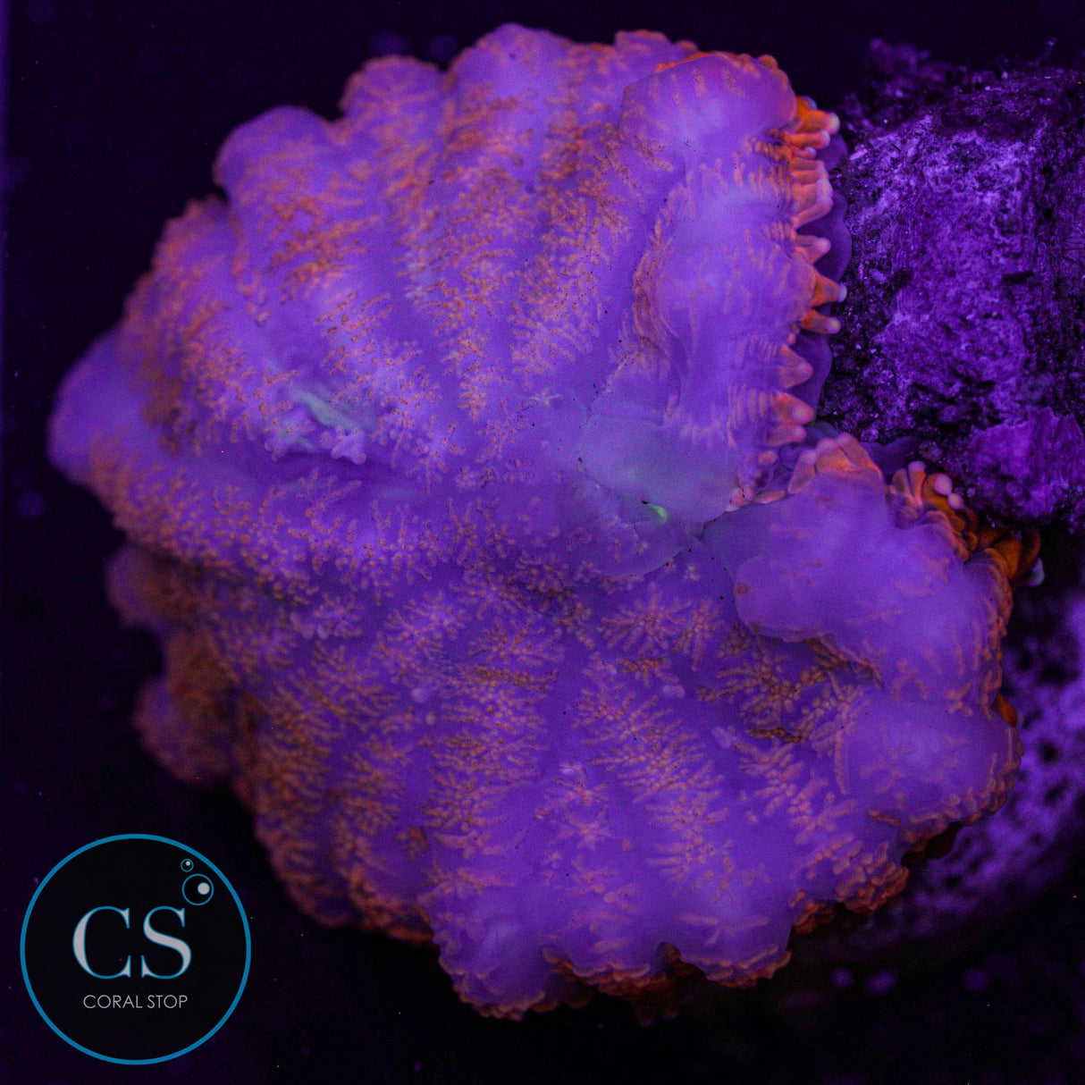 Bullseye Mushroom Bleaching