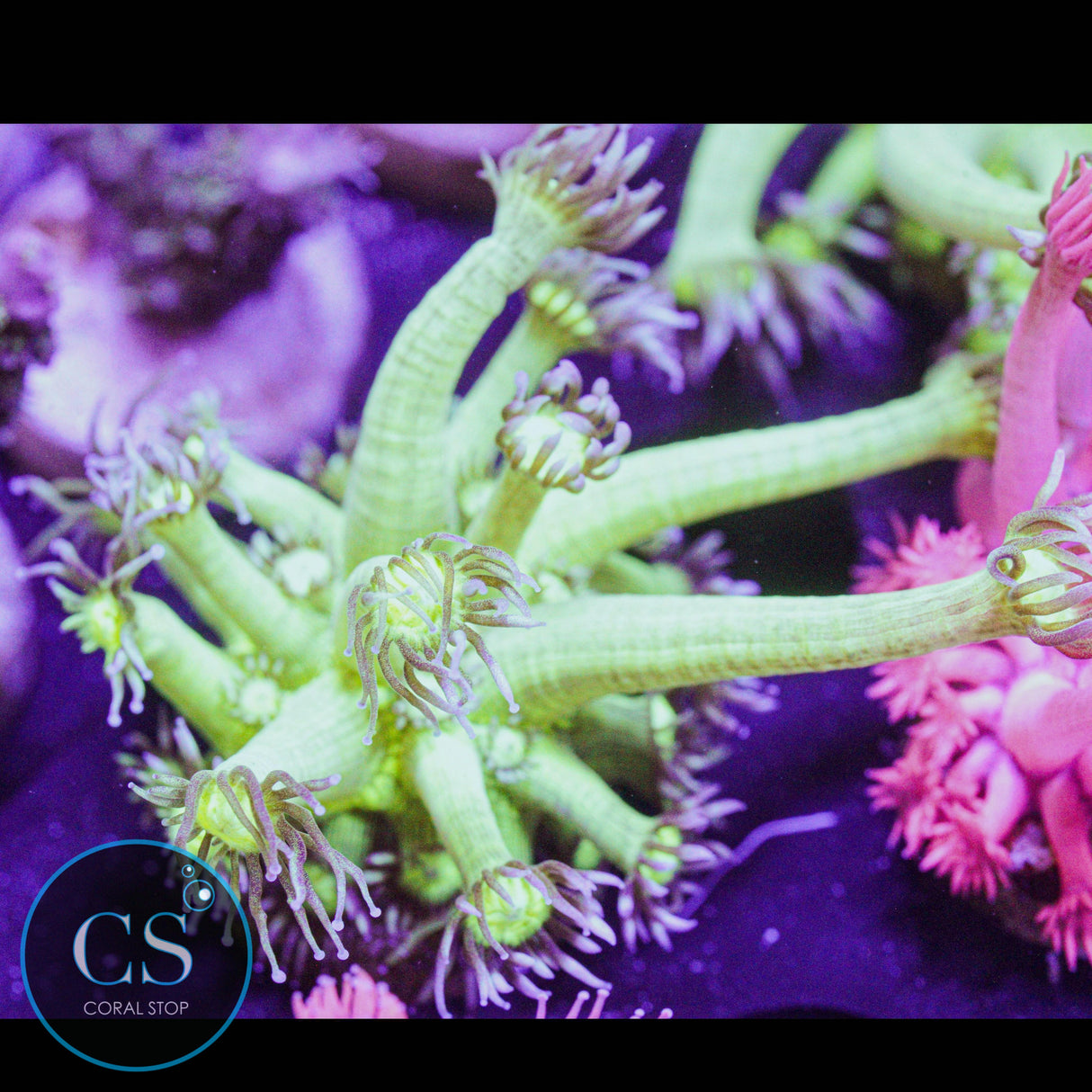 Pseudo Glitter Goniopora