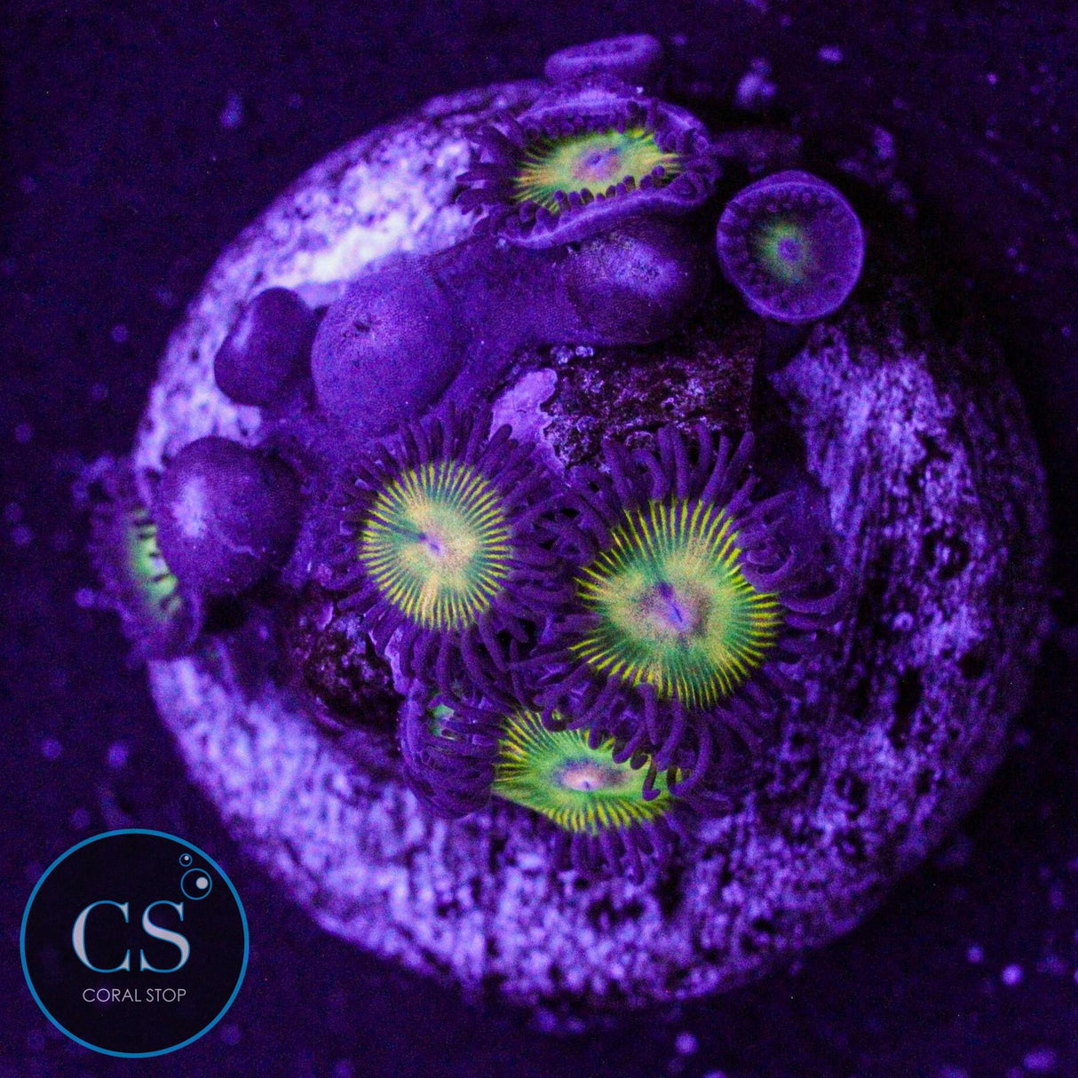 CS Super Mario Sunshine Zoa