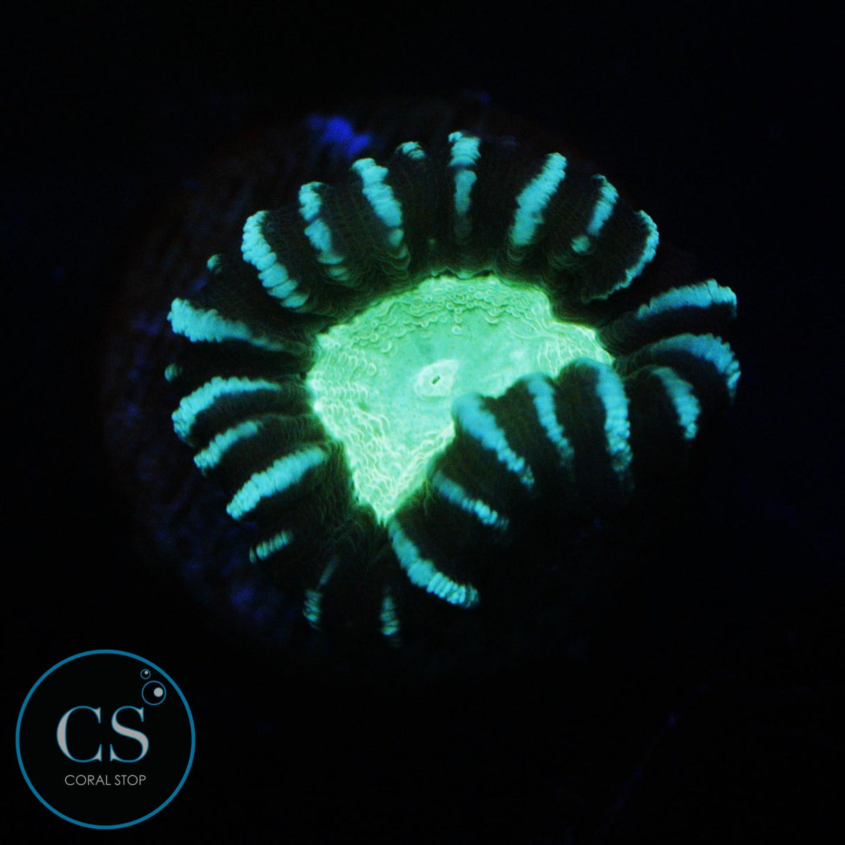 ALIEN EYE CANDY CANE