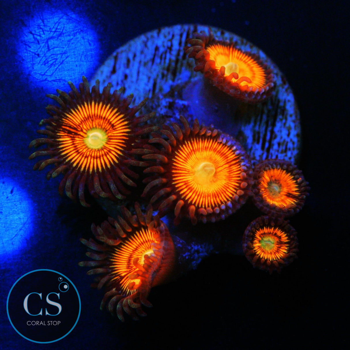 GOBSTOPPER ZOA