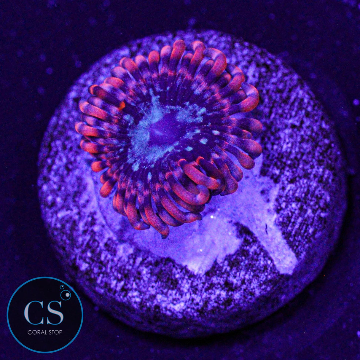 Java Chaos Zoa