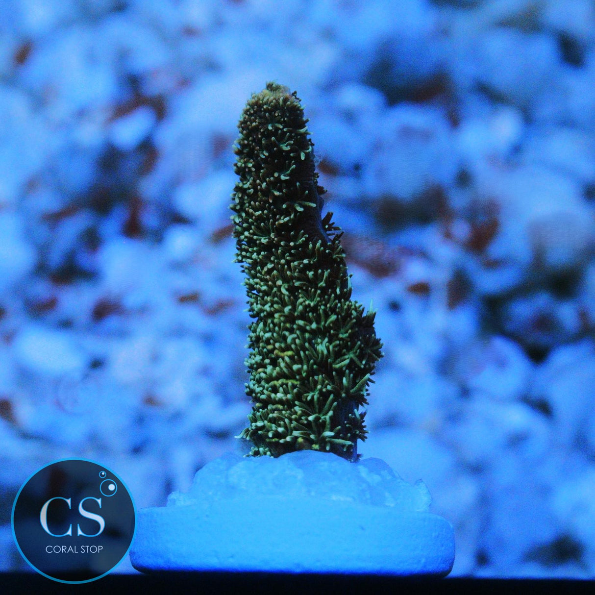 SBB PURPLE PUNCH ACRO