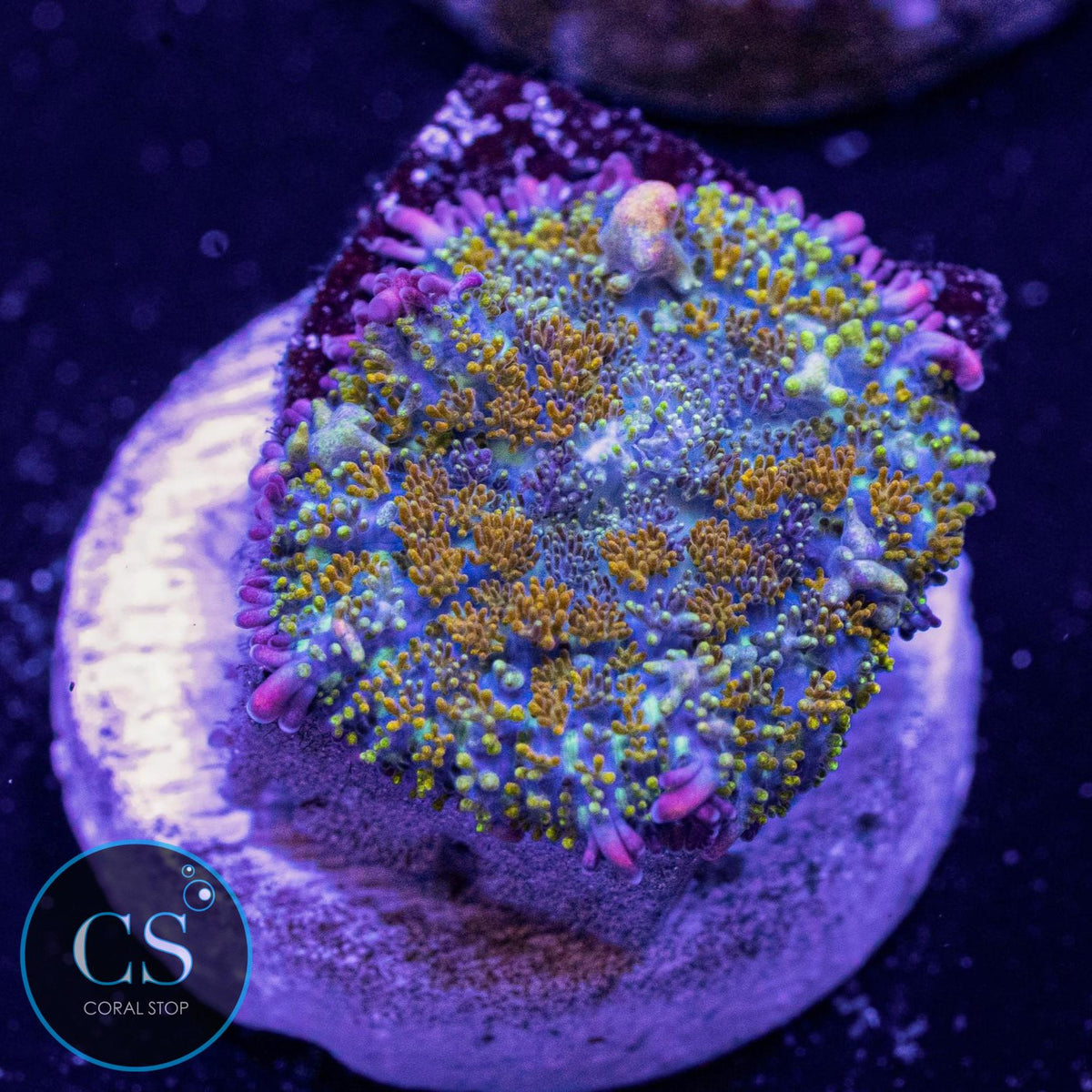 Gonzo Gold Dragon Bounce Mushroom
