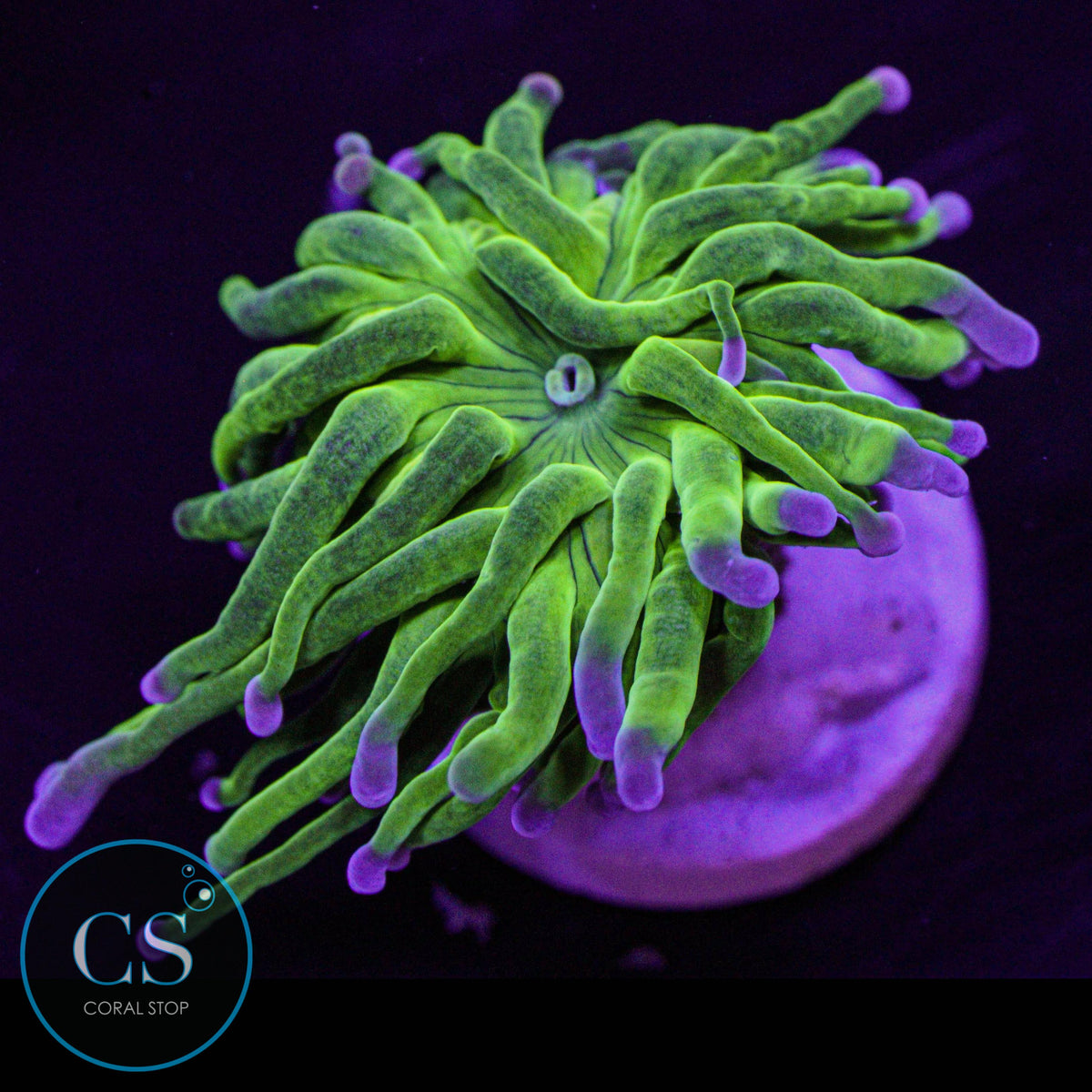 Baby Cotton Candy Torch