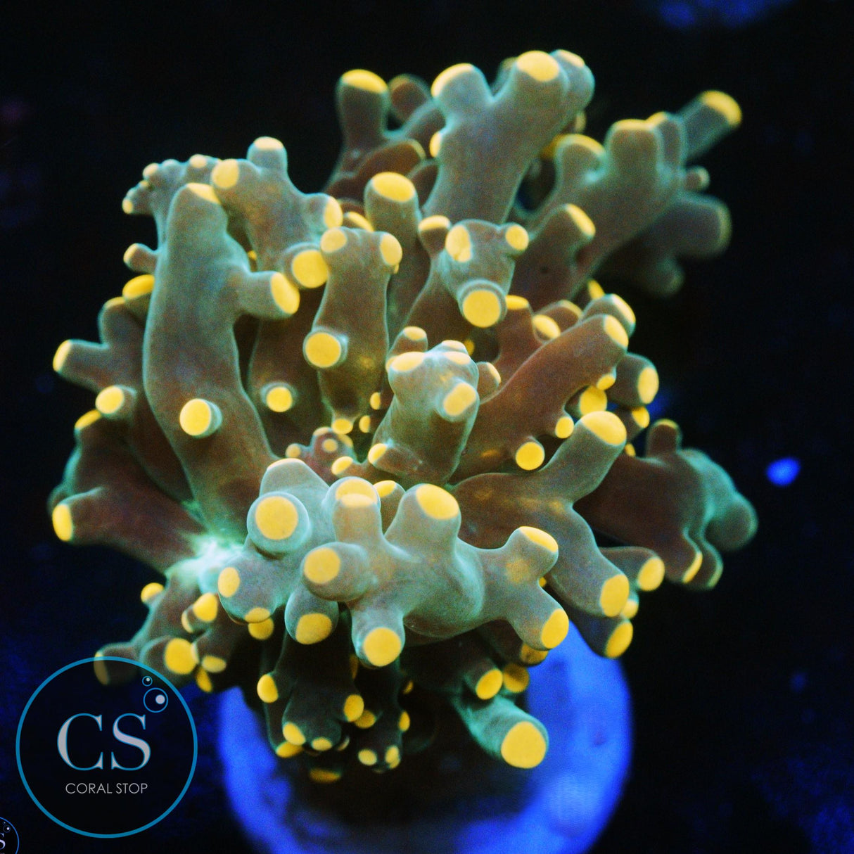MIAMI HURRICANE FROGSPAWN