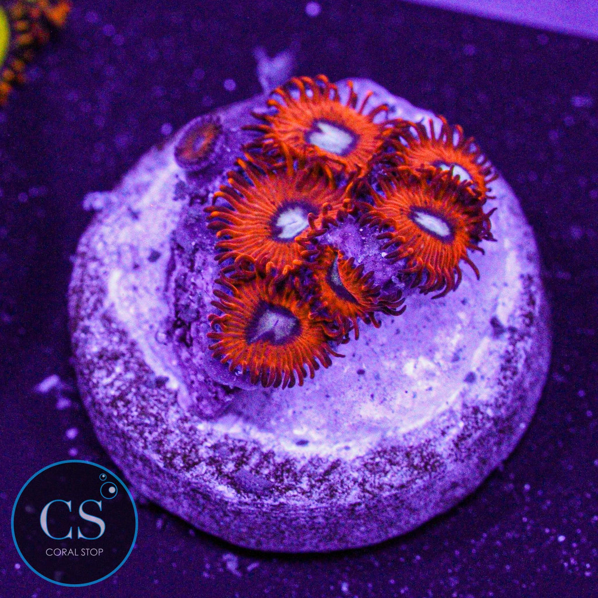 Charmander Zoa