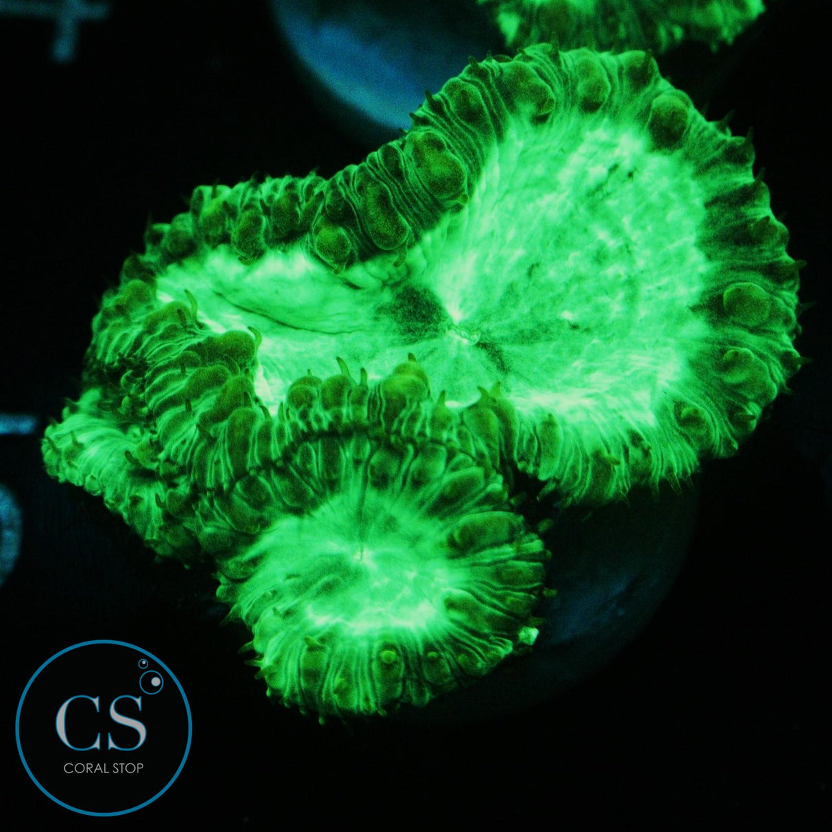KRYPTONITE BLASTO