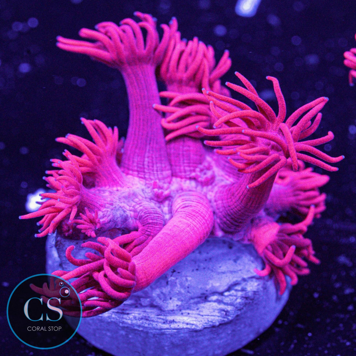 Fuchsia Red Goniopora