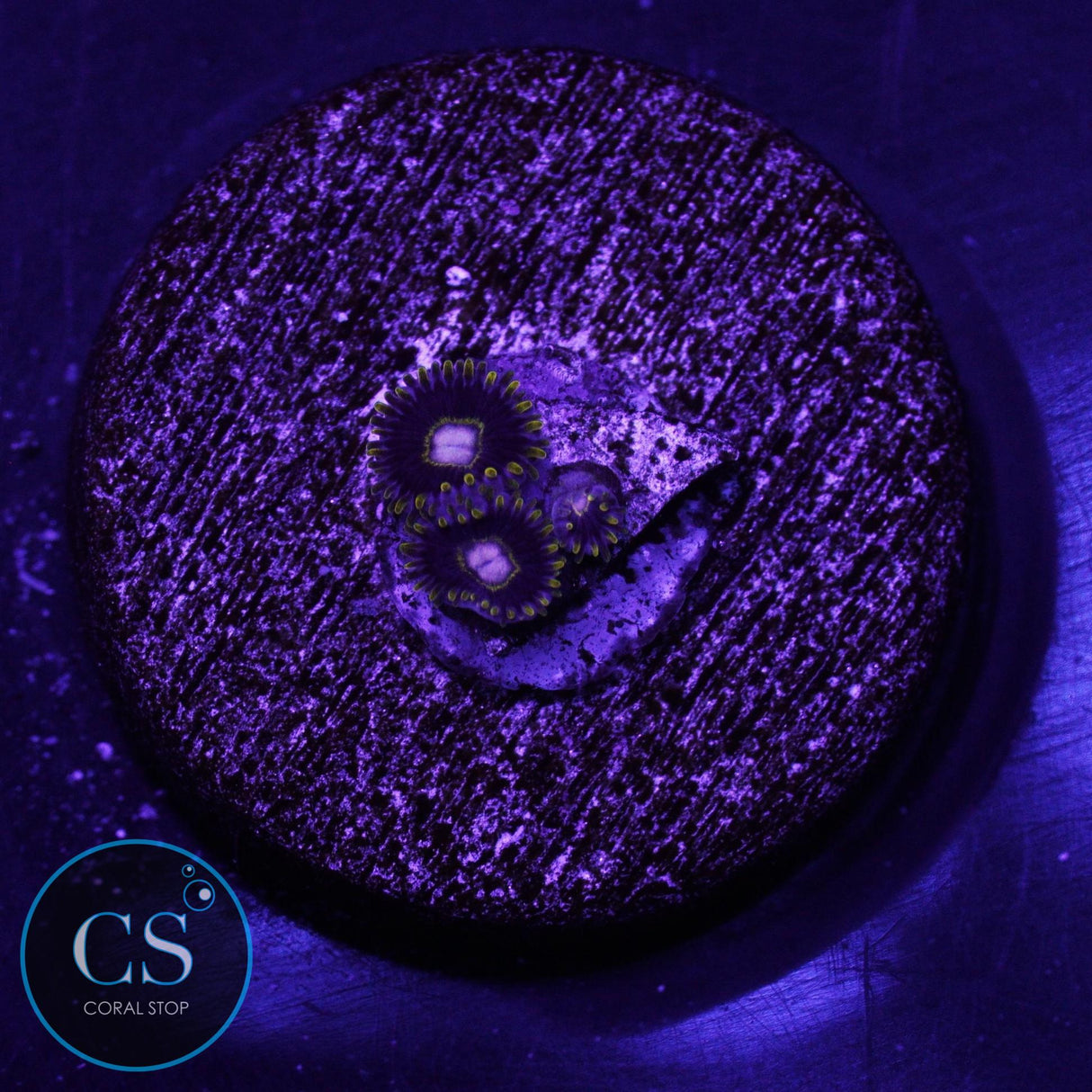 KTAR Black Hornet Zoa