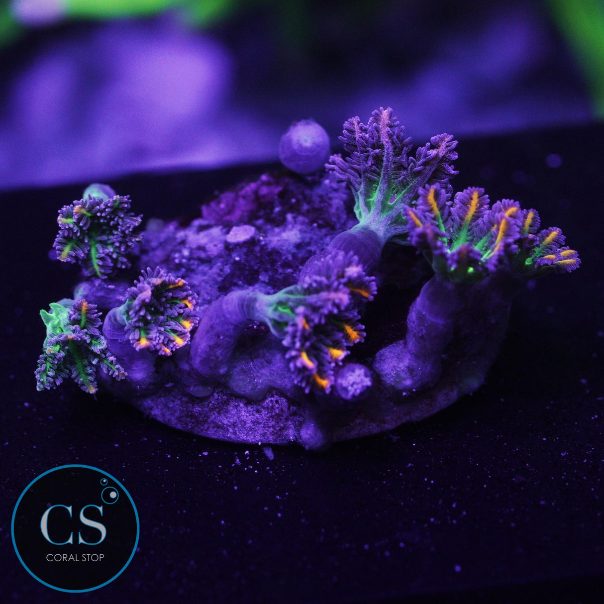 WWC Firework Clove Polyps