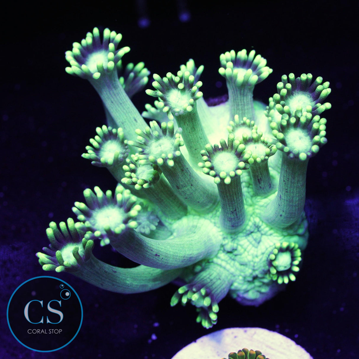 Green Highlight Goni