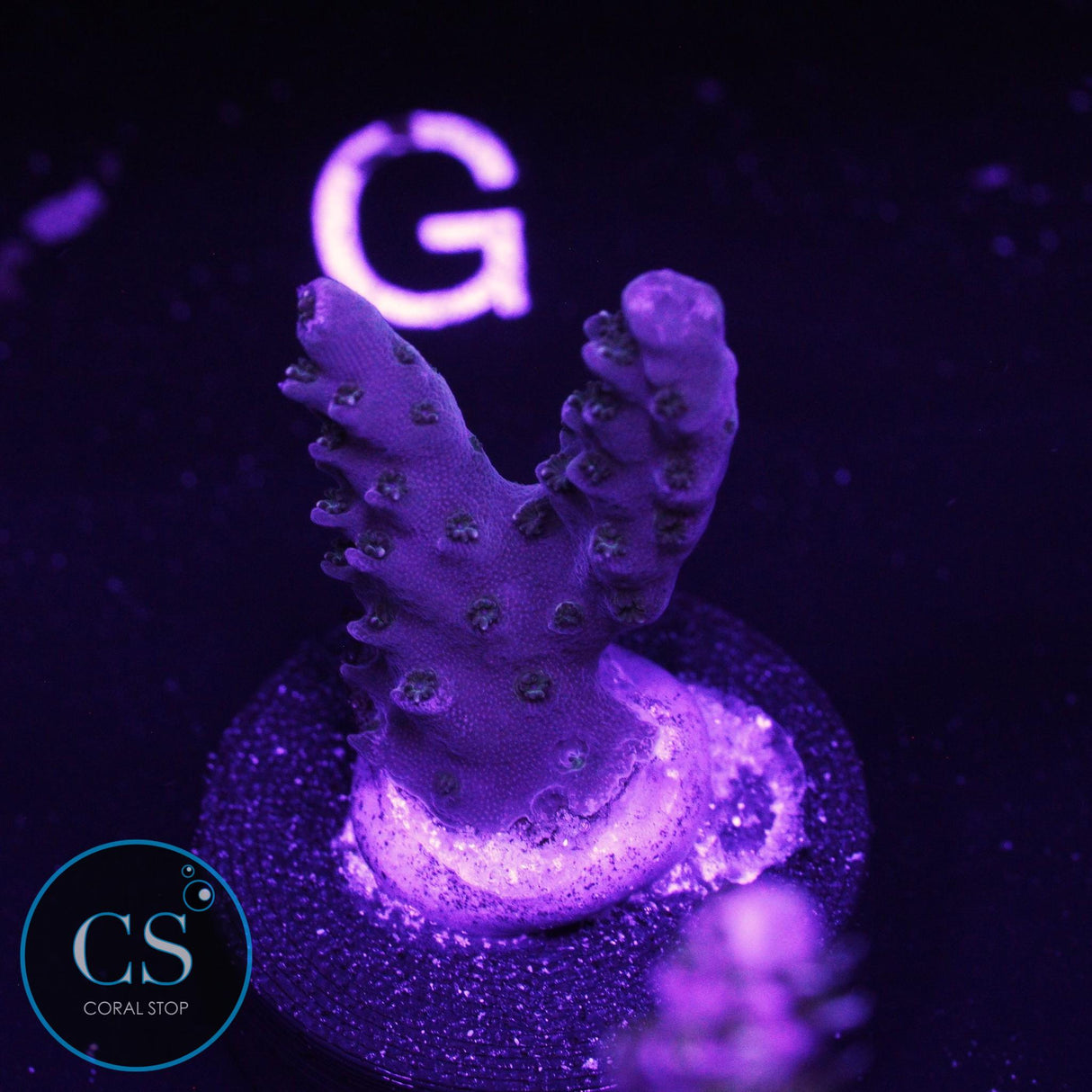 SBB Berry Shortcake Acro