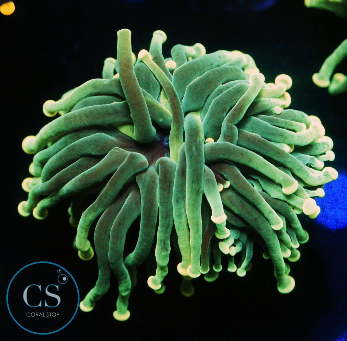 SUN-KISSED LEPRECHAUN TORCH