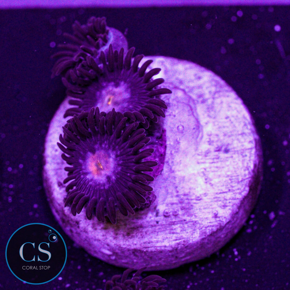 JPS Mystique Zoa
