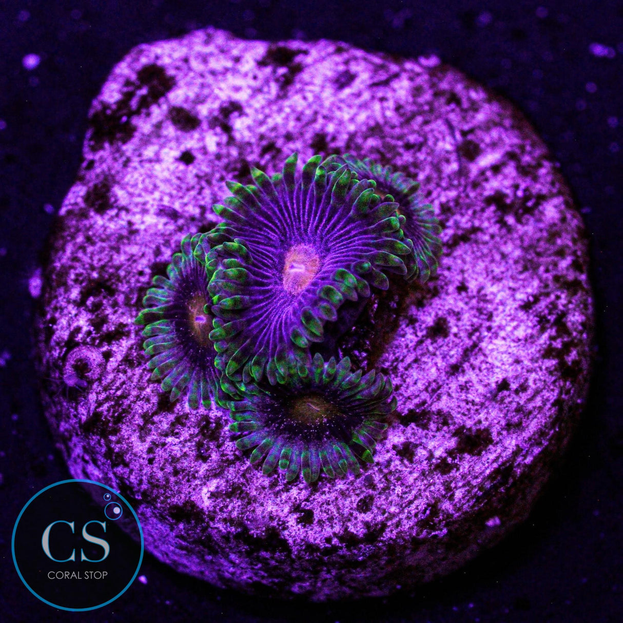 Widow Maker Zoa
