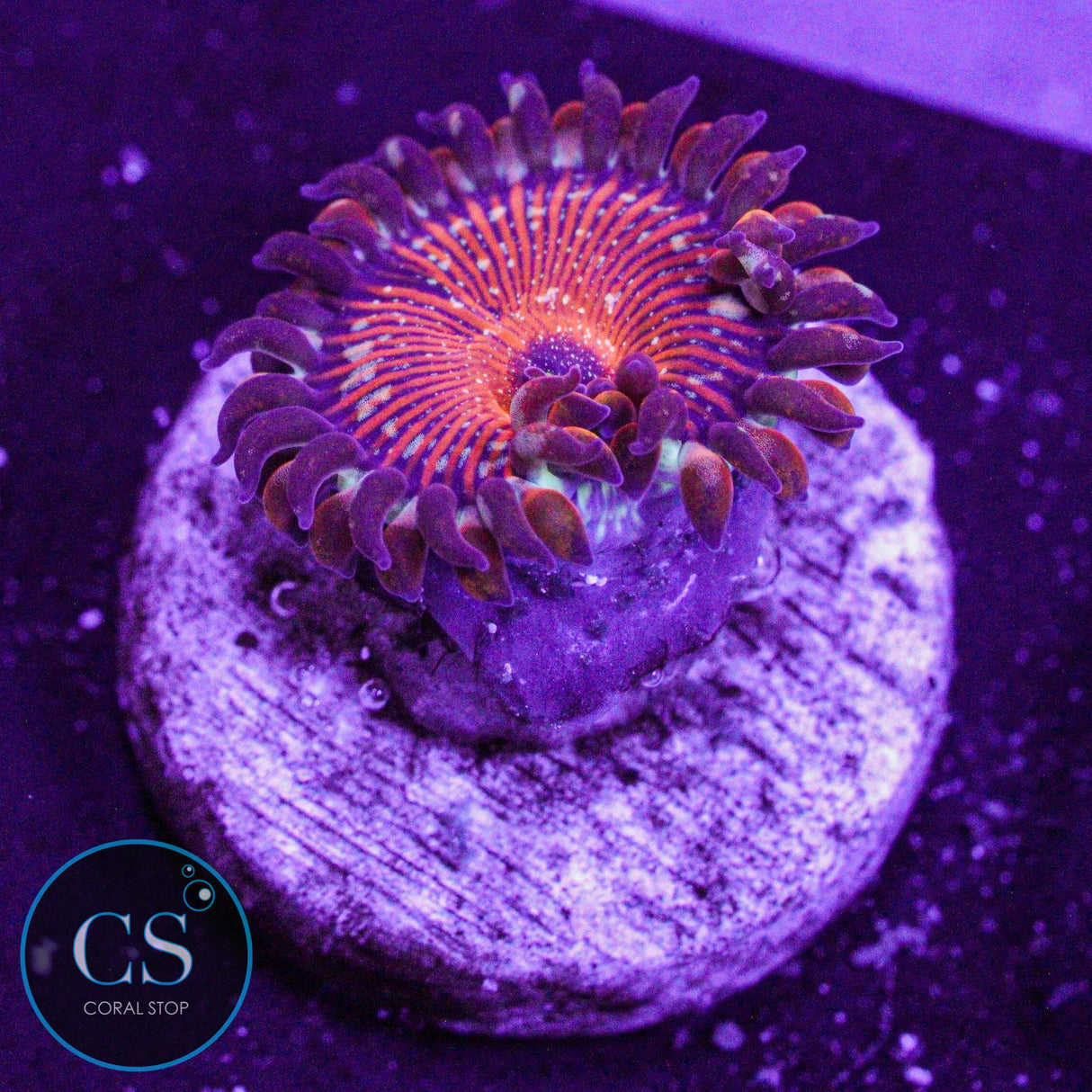 Salted Agave Zoa