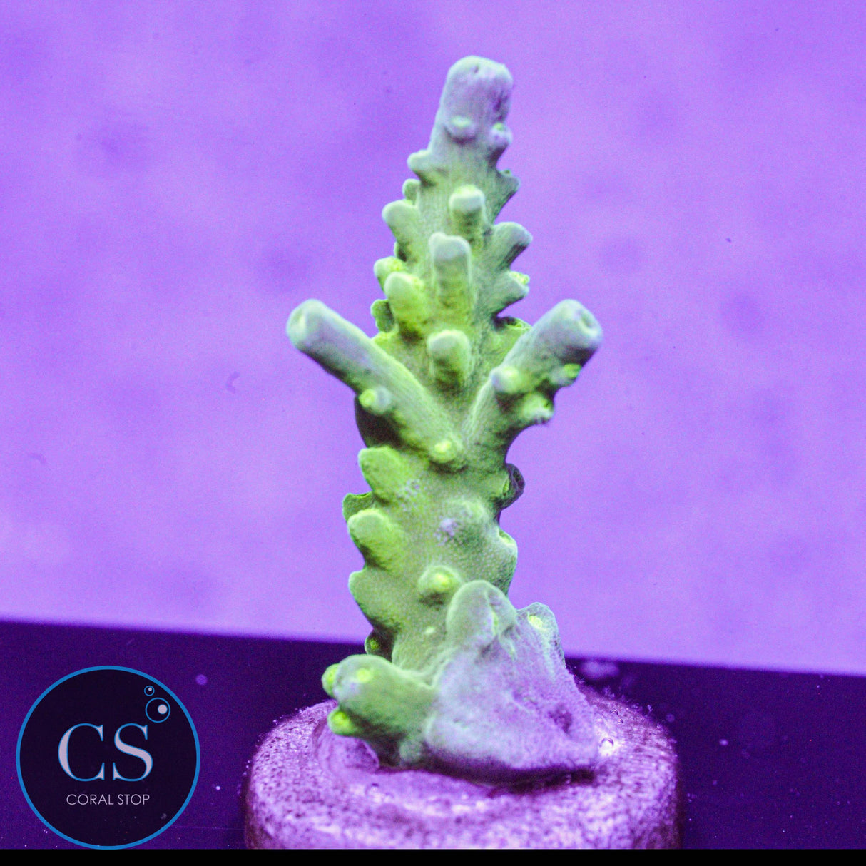 TCK Green Bottle Brush Acro