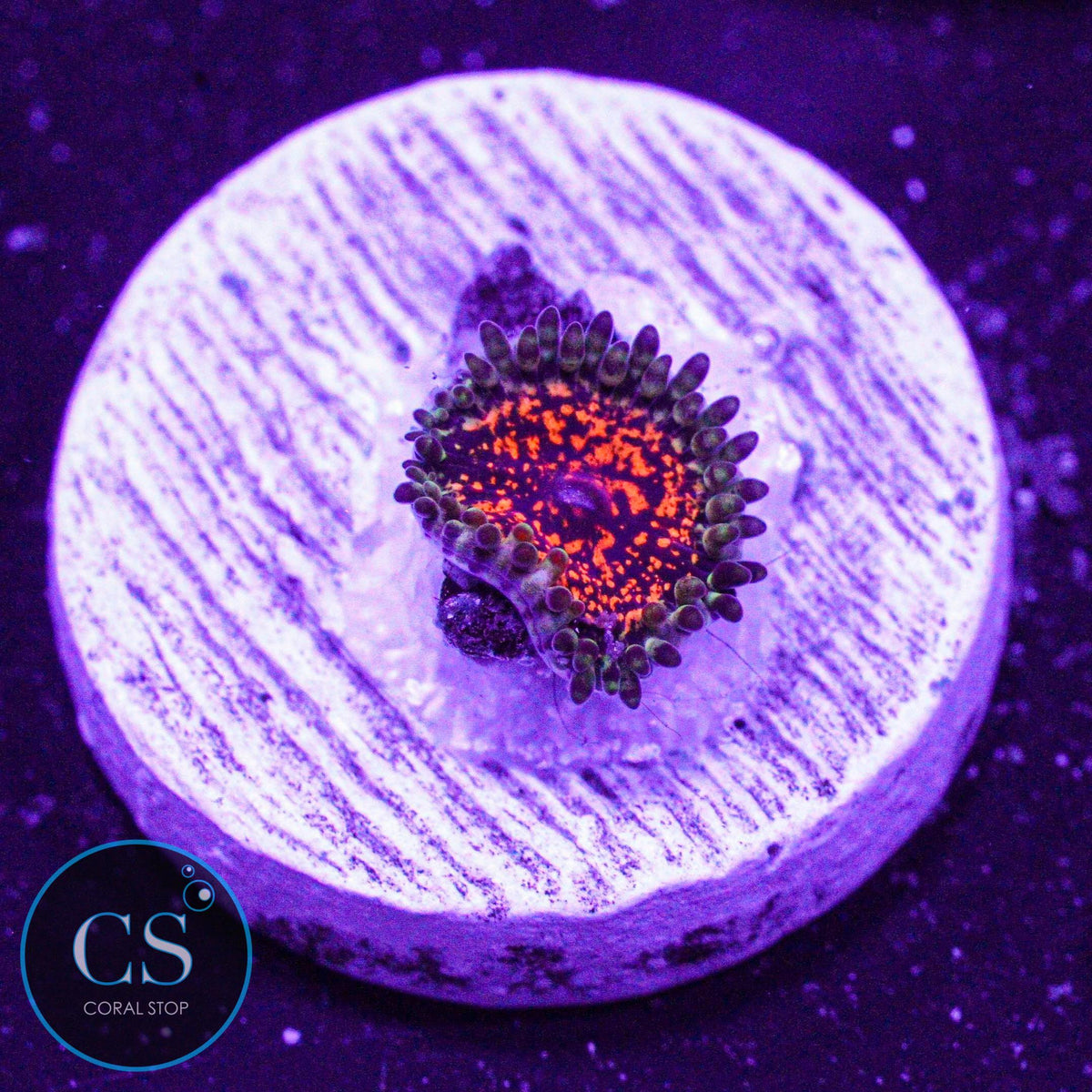 Ultimate Space Monster Zoa