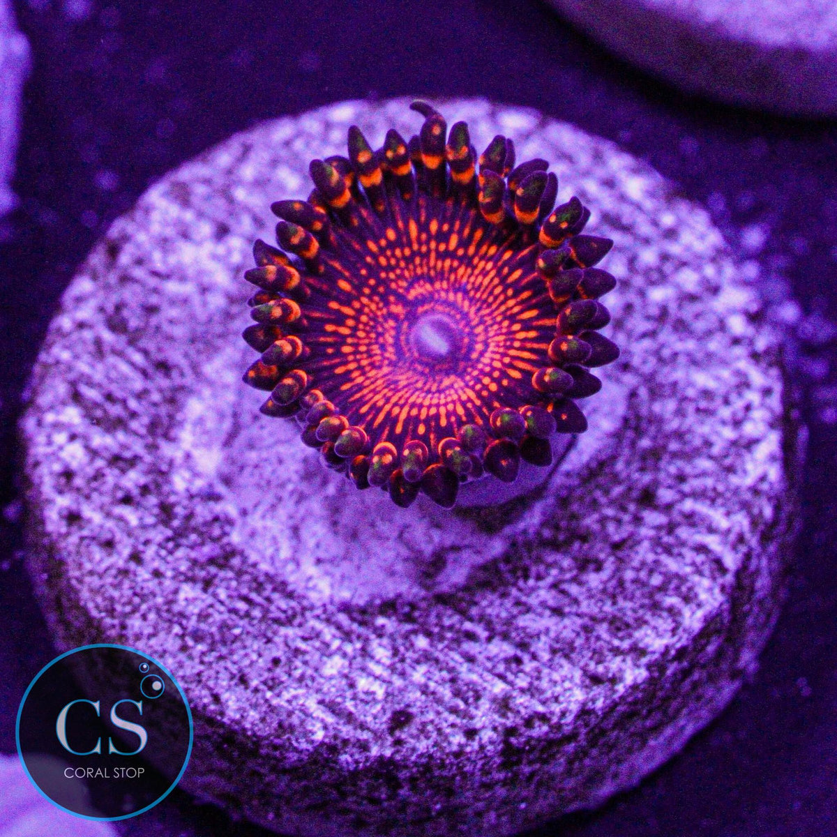 Camp Fire Zoa