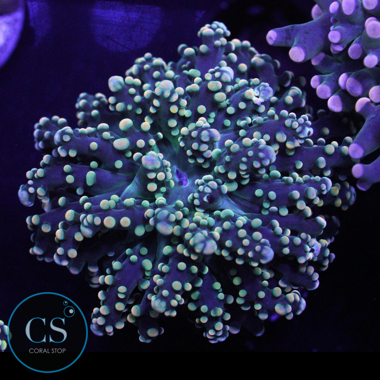 MIAMI HURRICANE YAEYAMAENSIS