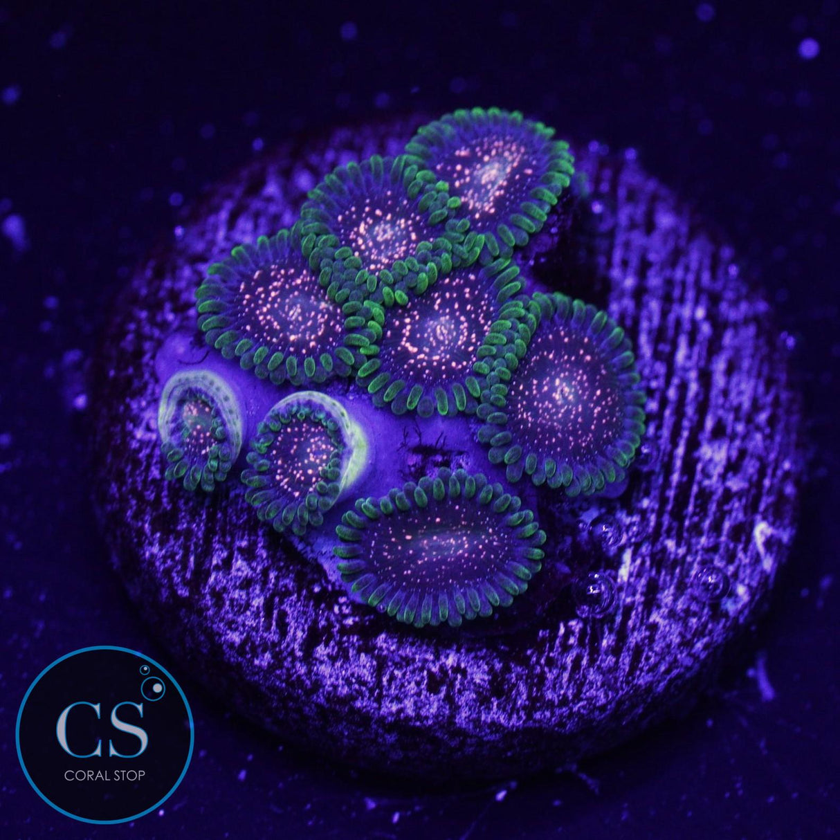 CS COMET COMBUSTION ZOA
