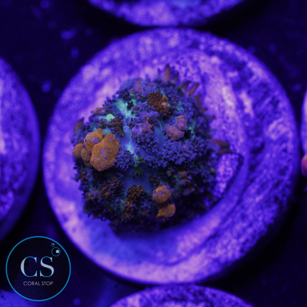 SUNKIST BOUNCE MUSHROOM