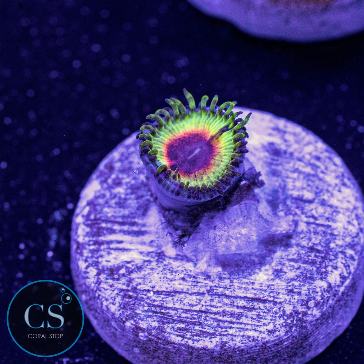 Little Shop Of Horror Zoa
