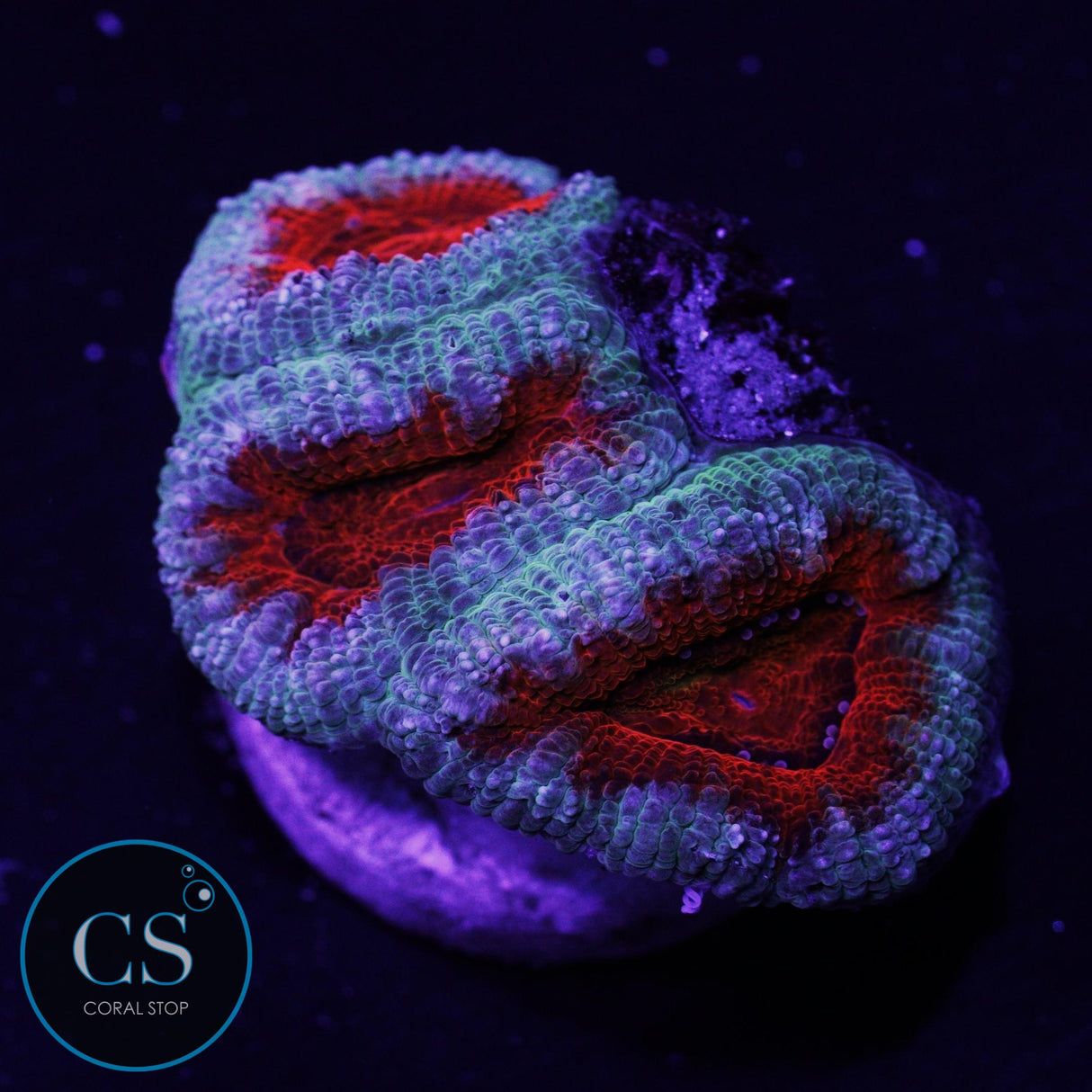 Fire And Ice Acan