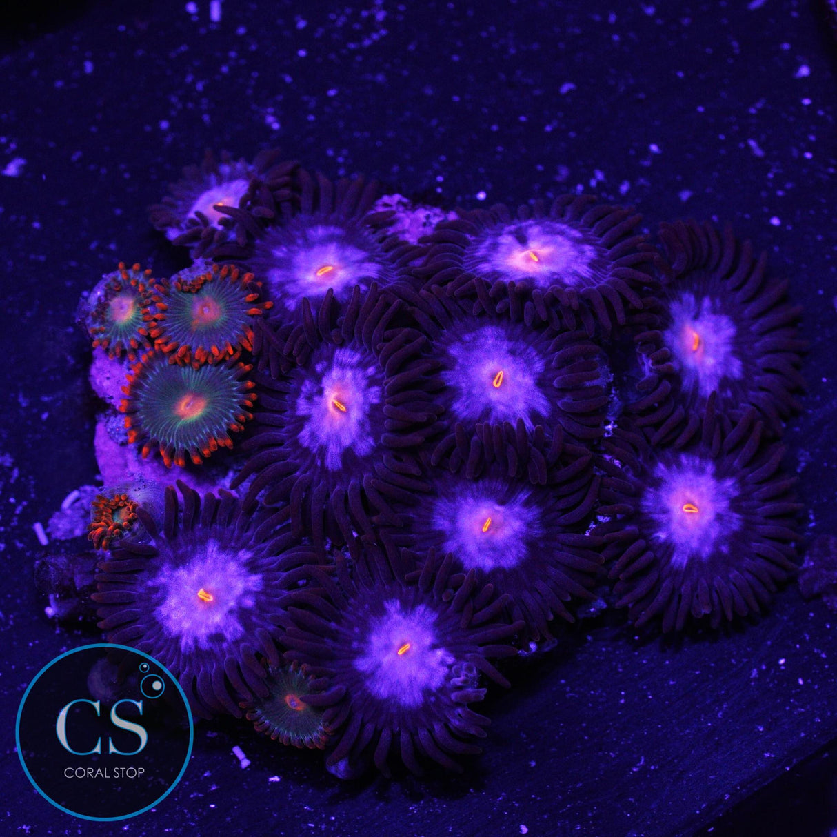 JPS Mystique Zoa