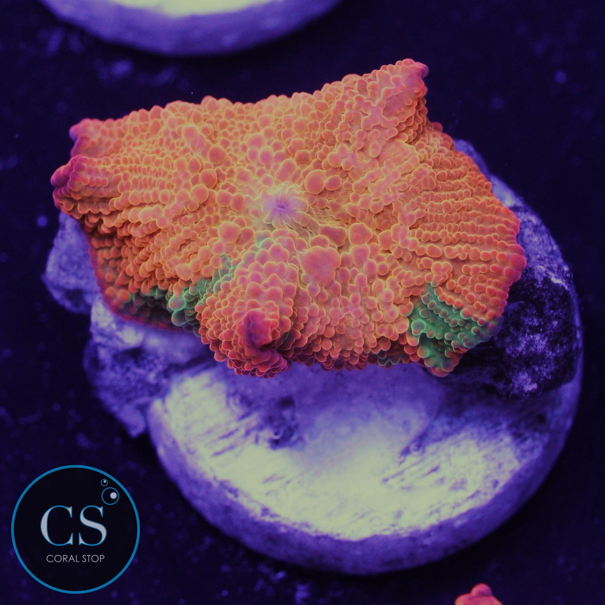 Candy Crush Jawbreaker Mushroom