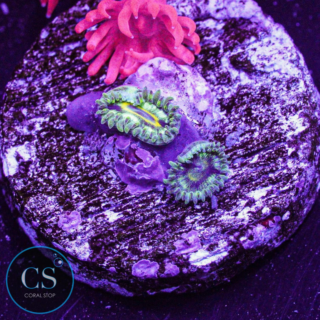 Spectral Hornets Zoa