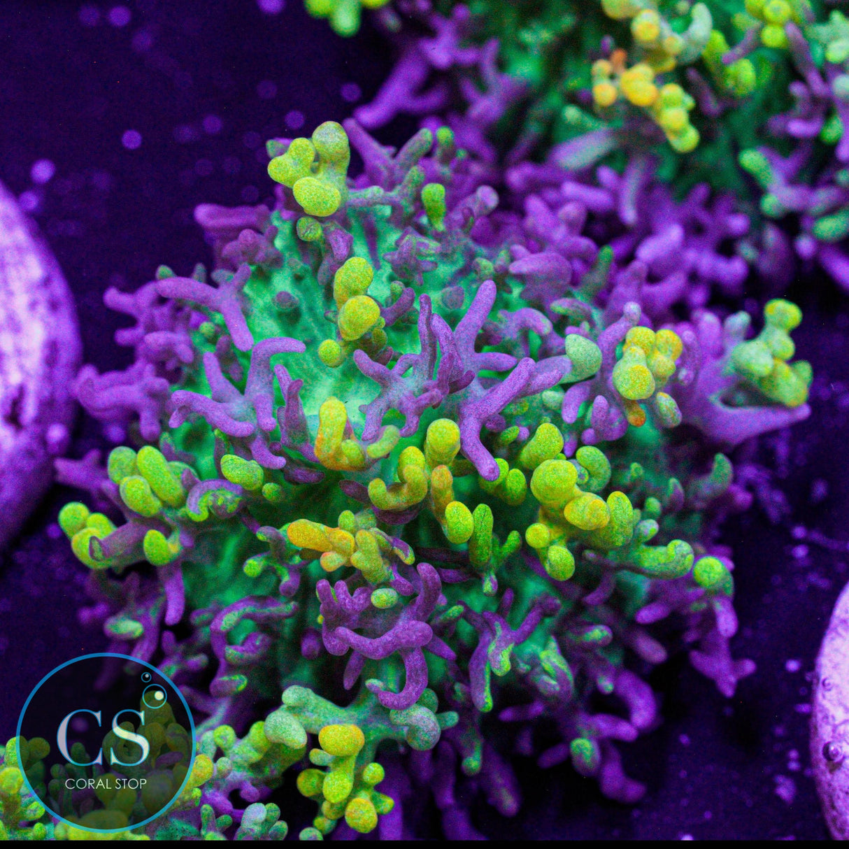 CC Magic Carpet Hairy Mushroom