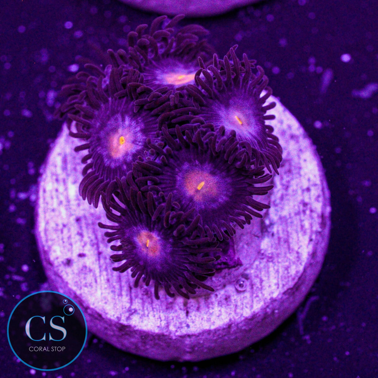 JPS Mystique Zoa