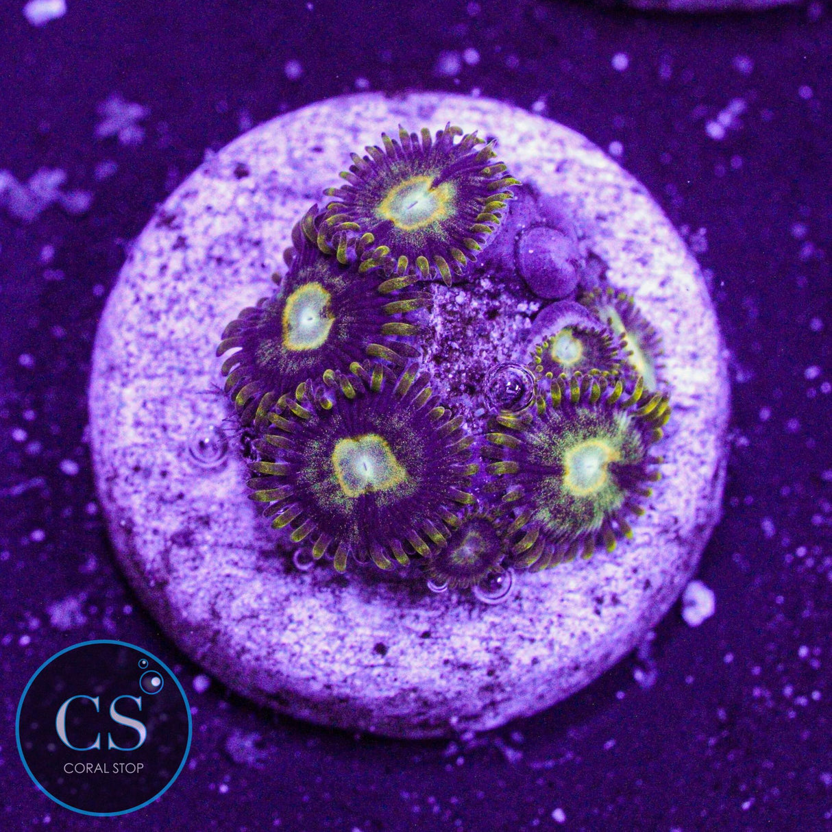 Murder Hornet Zoa