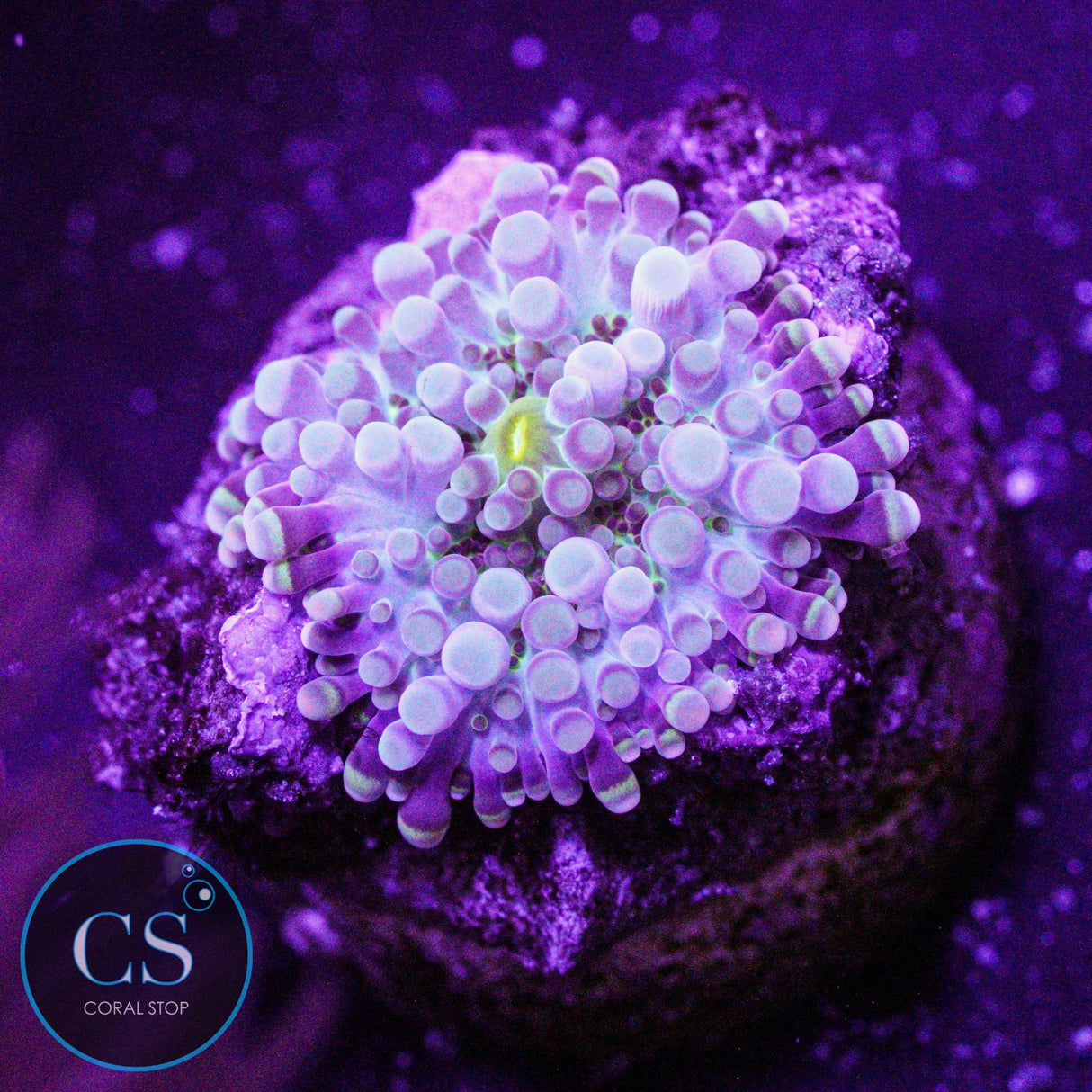 Rainbow Yuma Mushroom