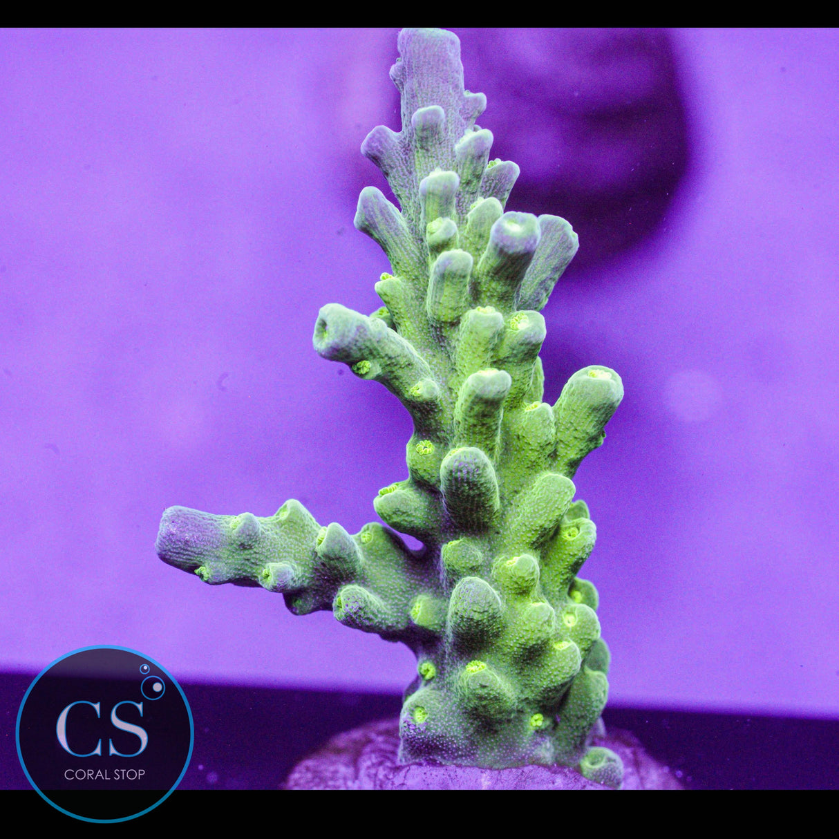 TCK Green Bottle Brush Acro