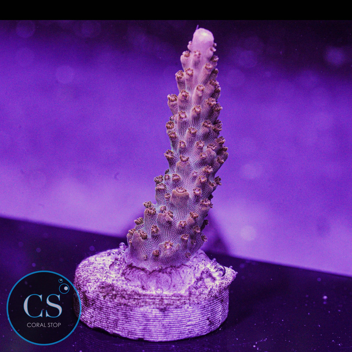 CC Red Oxide Acro