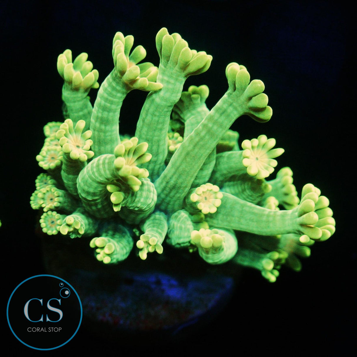SOLAR BLOOM ALVEOPORA