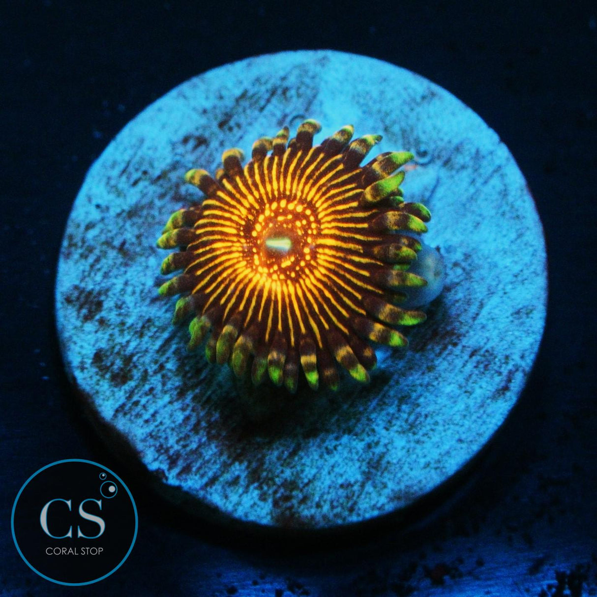 NIGHTCRAWLER ZOA