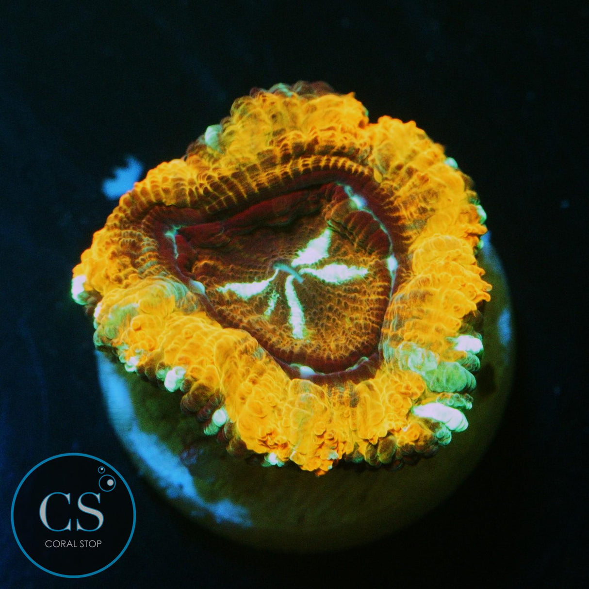 AGENT ORANGE ASIAN ACAN