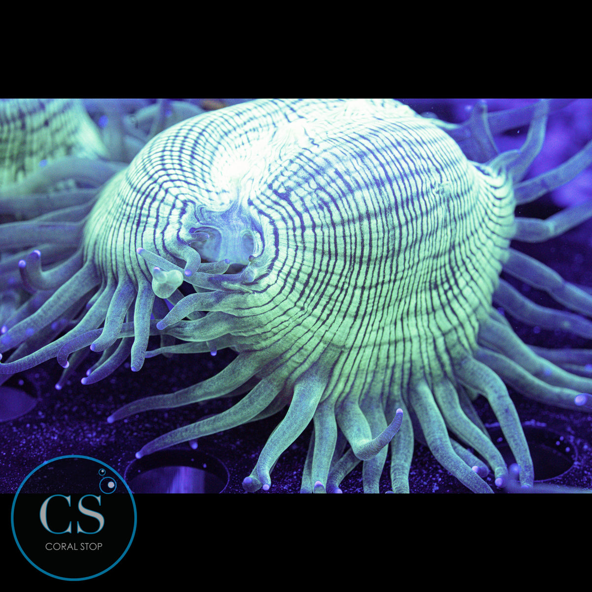 Blue Tip Elegance Coral