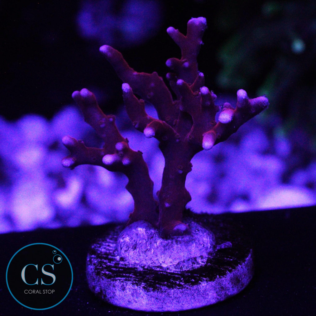 JF TNT ANACROPORA