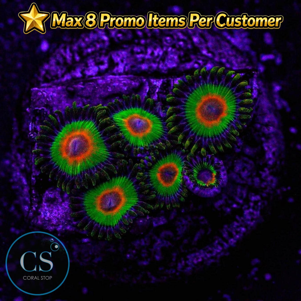 Rasta Zoa
