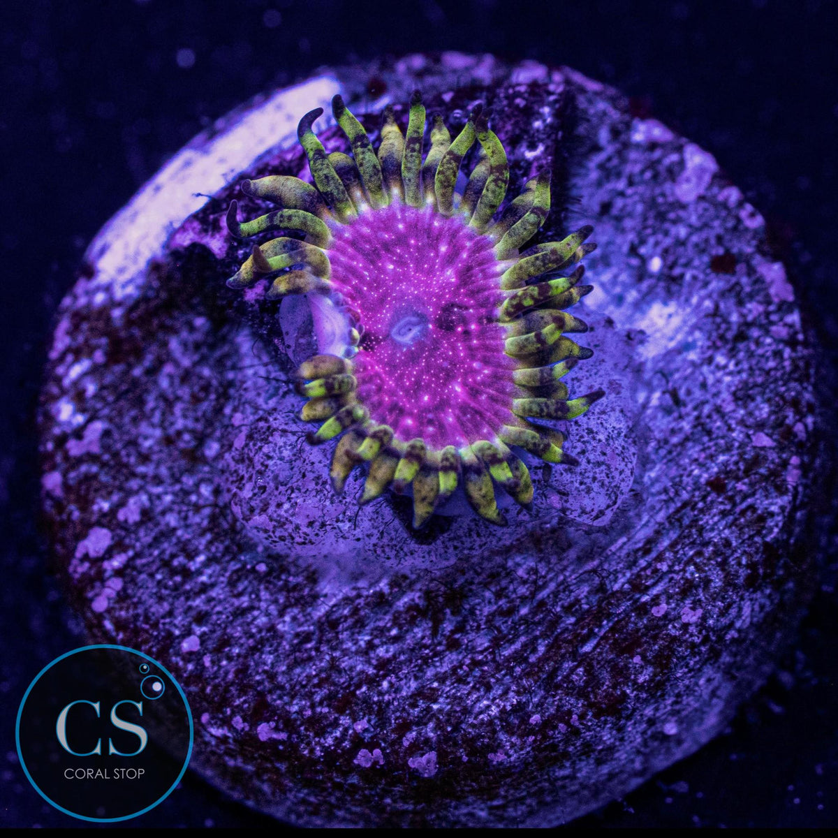 Strawberry Wine Zoa