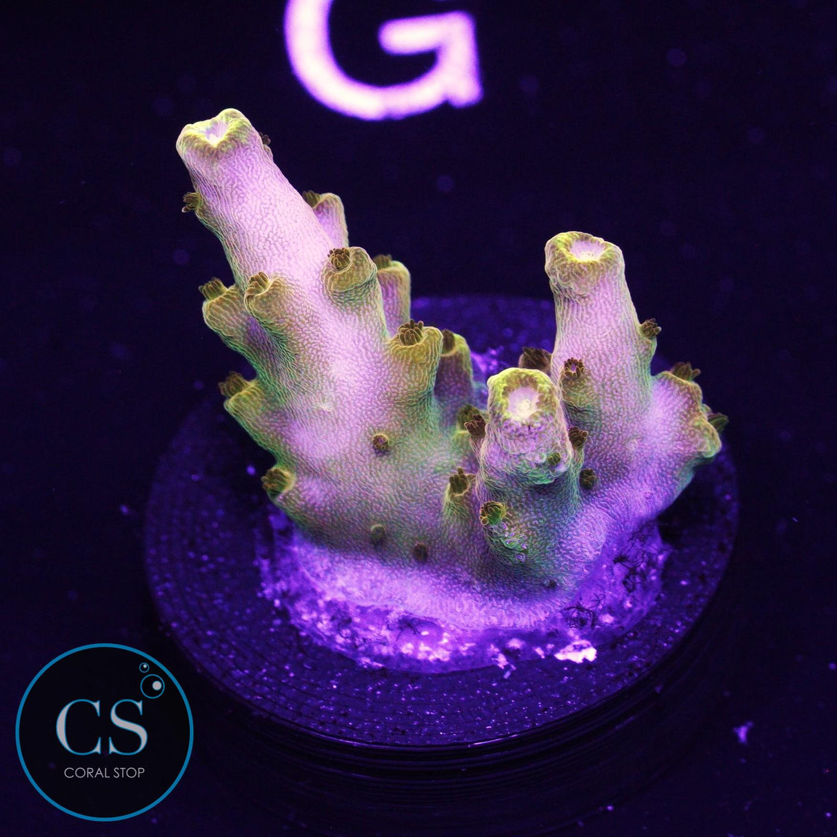 CB Golden Jawdropper Acro