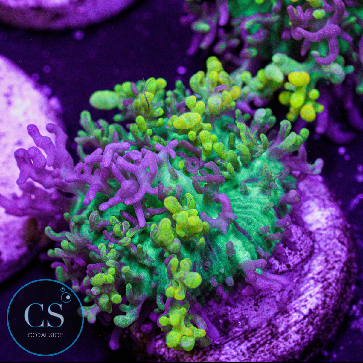 CC Magic Carpet Hairy Mushroom
