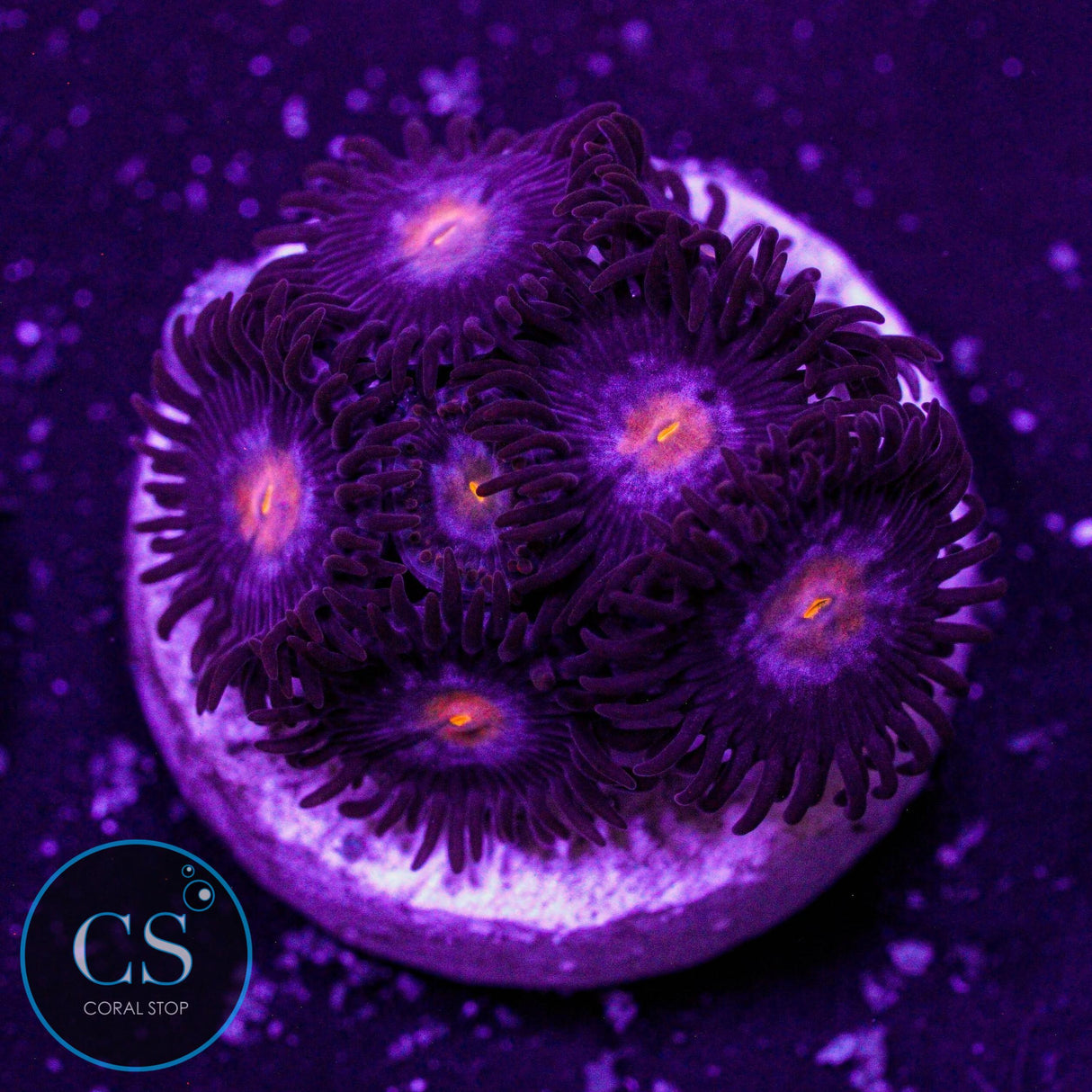 JPS Mystique Zoa